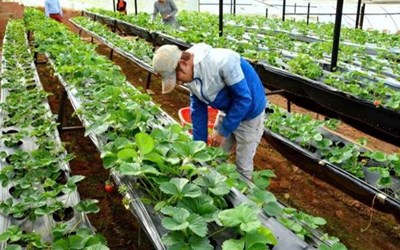 TUYỂN 01 NAM TRỒNG, CHĂM SÓC, THU HOẠCH CÁC LOẠI RAU CỦ QUẢ