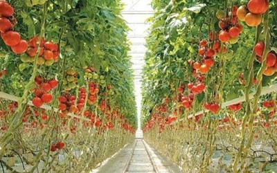 TUYỂN 02 NỮ TRỐNG, CHĂM SÓC, THU HOẠCH CÀ CHUA TRONG NHÀ KÍNH