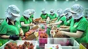 Tuyển  5 Nữ Đóng Gói Trái Cây