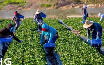 TUYỂN 03 NAM CÔNG NHÂN VƯỜN ƯƠM, TRỒNG CÂY ĂN QUẢ, THU HOẠCH, ĐÓNG GÓI