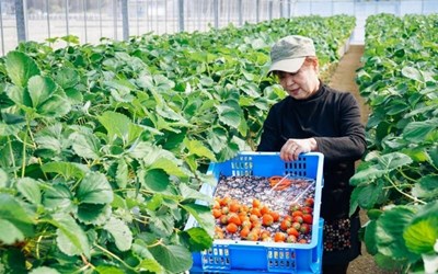 Thu hoạch rau củ quả